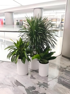 探寻宁波余姚花卉租赁方案，点亮空间花卉之美